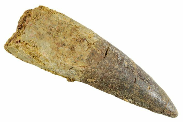 Fossil Spinosaurus Tooth - Real Dinosaur Tooth #347174